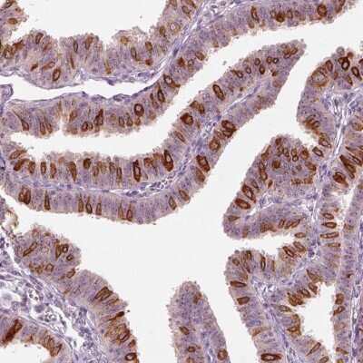 Immunohistochemistry-Paraffin: CDS1 Antibody [NBP2-62643] - Staining of human fallopian tube shows high expression.