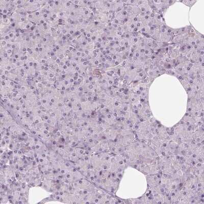 Immunohistochemistry-Paraffin: CDS1 Antibody [NBP2-62643] - Staining of human pancreas shows low expression as expected.