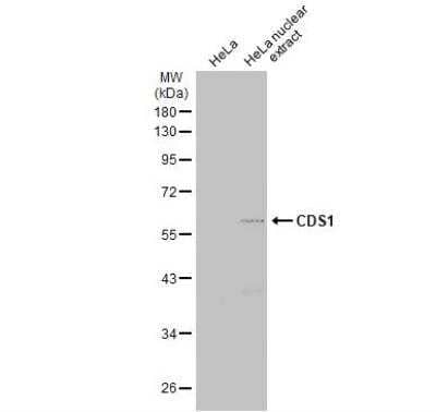 Western Blot: CDS1 Antibody [NBP1-33434] - HeLa whole cell and nuclear extracts (30 ug) were separated by 10% SDS-PAGE, and the membrane was blotted with CDS1 antibody [C1C3] diluted at 1:1000. The HRP-conjugated anti-rabbit IgG antibody (NBP2-19301) was used to detect the primary antibody.