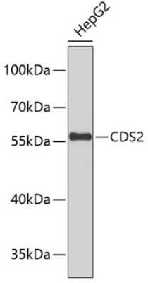 Western Blot: CDS2 Antibody [NBP3-04017] - Analysis of extracts of HepG2 cells, using CDS2 antibody . Secondary antibody: HRP Goat Anti-Rabbit IgG (H+L) at 1:10000 dilution. Lysates/proteins: 25ug per lane. Blocking buffer: 3% nonfat dry milk in TBST.