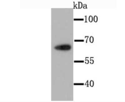 Western Blot: CDT1 Antibody (JA30-81) [NBP2-66768] - Analysis of CDT1 on Hela cell using anti-CDT1 antibody at 1/1,000 dilution.
