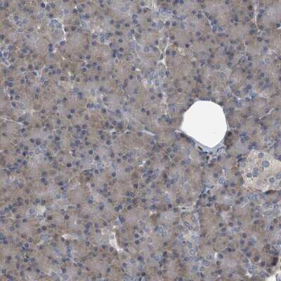 Immunohistochemistry-Paraffin: CDV3 Antibody [NBP1-81780] - Staining of human pancreas shows low expression as expected.