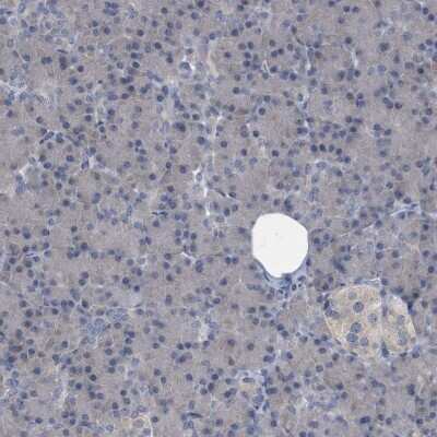 Immunohistochemistry-Paraffin: CDV3 Antibody [NBP1-81781] - Staining of human pancreas shows low expression as expected.