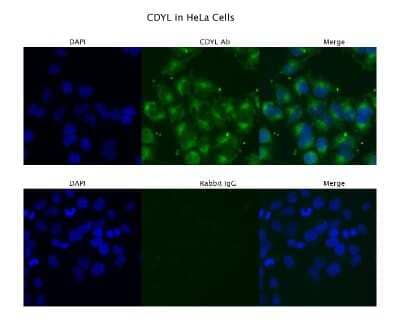 Immunocytochemistry/Immunofluorescence: CDYL Antibody [NBP1-52986] - Sample Type: HeLa, Primary Antibody Dilution: 4 ug/ml