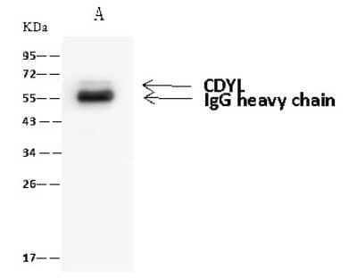 Immunoprecipitation: CDYL Antibody [NBP2-98669] - CDYL was immunoprecipitated using: Lane A: 0.5 mg U-251 MG Whole Cell Lysate 4 ul anti-CDYL rabbit polyclonal antibody and 60 ug of Immunomagnetic beads Protein A/G.  Primary antibody: Anti-CDYL rabbit polyclonal antibody, at 1:100 dilution. Secondary antibody: Goat Anti-Rabbit IgG (H+L)/HRP at 1/10000 dilution. Developed using the ECL technique. Performed under reducing conditions. Predicted band size: 66 kDa. Observed band size: 66 kDa