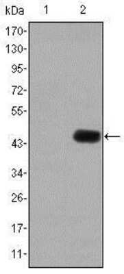 Western Blot: CEACAM-5/CD66e Antibody (1C7) [NBP2-22173] - CEACAM5 Antibody (1C7) Western blot analysis using Carcino Embryonic Antigen CEA mAb against HEK293 (1) and Carcino Embryonic Antigen CEA (AA: 460-600)-hIgGFc transfected HEK293 (2) cell lysate.