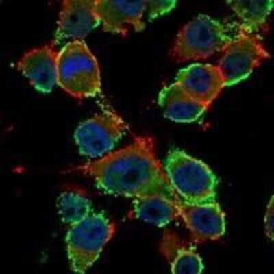 Immunocytochemistry/Immunofluorescence: CEACAM-5/CD66e Antibody (3G12) [NBP2-22172] - CEACAM5 Antibody (3G12) Immunofluorescence analysis of PANC-1 cells using Carcino Embryonic Antigen CEA mouse mAb (green). Blue: DRAQ5 fluorescent DNA dye. Red: Actin filaments have been labeled with Alexa Fluor-555 phalloidin.