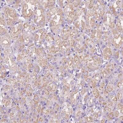 Immunohistochemistry-Paraffin: CEACAM7 Antibody [NBP2-39098] - CEACAM-7 Antibody [NBP2-39098] - Staining of human stomach shows moderate cytoplasmic positivity in glandular cells.