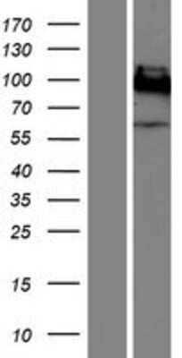 Western Blot CEACAM1/CD66a Overexpression Lysate