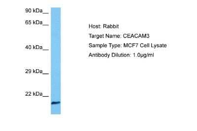 Western Blot: CEACAM3/CD66d Antibody [NBP2-88782] - Host: Rabbit. Target Name: CEACAM3. Sample Tissue: Human MCF7 Whole Cell lysates. Antibody Dilution: 1ug/ml