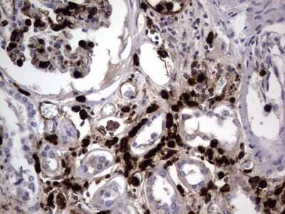 Immunohistochemistry: CEACAM5/CD66e Antibody (OTI3D8) - Azide and BSA Free [NBP2-70407] - Analysis of Human Kidney tissue.