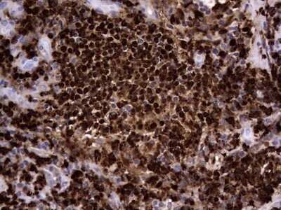 Immunohistochemistry: CEACAM5/CD66e Antibody (OTI3D8) - Azide and BSA Free [NBP2-70407] - Analysis of Human lymph node tissue.