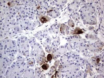 Immunohistochemistry: CEACAM5/CD66e Antibody (OTI3D8) - Azide and BSA Free [NBP2-70407] - Analysis of Human pancreas tissue.