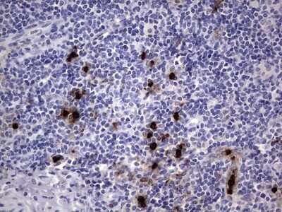 Immunohistochemistry: CEACAM5/CD66e Antibody (OTI3D8) - Azide and BSA Free [NBP2-70407] - Analysis of Human tonsil tissue.
