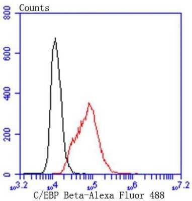 Flow Cytometry: CEBP Beta Antibody (SC55-05) [NBP2-67635] - Analysis of Hela cells with C/EBP Beta antibody at 1/50 dilution (red) compared with an unlabelled control (cells without incubation with primary antibody; black). Alexa Fluor 488-conjugated goat anti rabbit IgG was used as the secondary antibody.