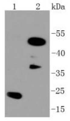 Western Blot: CEBP Beta Antibody (SC55-05) [NBP2-67635] - Analysis of C/EBP Beta on different lysates using anti-C/EBP Beta antibody at 1/1,000 dilution. Positive control: Lane 1: Hela Lane 2: PC-12