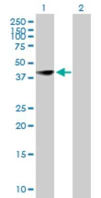 Western Blot: CEBP Beta Antibody [H00001051-B01P] - Analysis of CEBPB expression in transfected 293T cell line by CEBPB polyclonal antibody.  Lane 1: CEBPB transfected lysate(37.95 KDa). Lane 2: Non-transfected lysate.