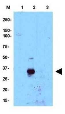 Western Blot: CEBP Delta Antibody [NB110-85519] - Detection of endogenous protein in whole cell extracts from mouse macrophage cells. Untreated WT cells (Lane 1), WT cells treated 3 hrs with LPS (Lane 2) and knock-out cells treated 3 hrs with LPS (Lane 3). The band at ~35 kDa, indicated by the arrowhead, corresponds to the expected molecular weight of endogenous C/EBP delta. Primary antibody at 1:15,000. ECL was used for detection.