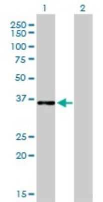 Western Blot: CEBP epsilon Antibody (7A4) [H00001053-M01] - Analysis of CEBPE expression in transfected 293T cell line by CEBPE monoclonal antibody (M01), clone 7A4.Lane 1: CEBPE transfected lysate(30.6 KDa).Lane 2: Non-transfected lysate.