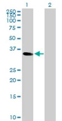 Western Blot: CEBP epsilon Antibody [H00001053-D01P] - Analysis of CEBPE expression in transfected 293T cell line by CEBPE rabbit polyclonal antibody.Lane 1: CEBPE transfected lysate(30.60 KDa).Lane 2: Non-transfected lysate.