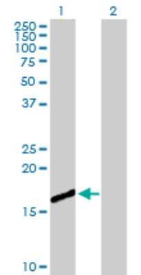 Western Blot: CEBP gamma Antibody [H00001054-D01P] - Analysis of CEBPG expression in transfected 293T cell line by CEBPG polyclonal antibody.Lane 1: CEBPG transfected lysate(16.40 KDa).Lane 2: Non-transfected lysate.