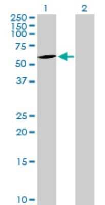 Western Blot: CEECAM1 Antibody [H00051148-B01P] - Analysis of CERCAM expression in transfected 293T cell line by CERCAM polyclonal antibody.  Lane 1: CEECAM1 transfected lysate(56.87 KDa). Lane 2: Non-transfected lysate.