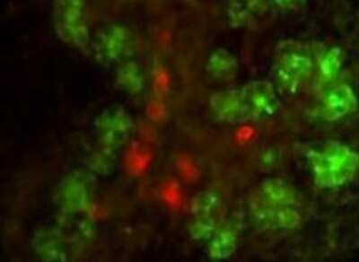 Immunocytochemistry/Immunofluorescence: CELA1 Antibody [NBP1-78085] - Double immunofluorescence microscopy after staining of mouse embryonic gut tissue with anti-Elastase antibody and anti-Insulin antibody.  Tissue sections were prepared using frozen sections after fixation for 1 h in 4% PFA.  The image shows elastase staining in green and insulin staining in red.