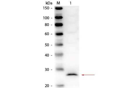 Western Blot: CELA1 Antibody [NBP1-78085] - Lane 1: Elastase. Load: 50 ng per lane. Primary antibody: Rabbit anti-Elastase Antibody at 1:1,000 overnight at 4C. Secondary antibody: HRP rabbit secondary antibody at 1:40,000 for 30 minutes at RT. Block: incubated with blocking buffer for 30 minutes at RT. Predicted/Observed size: 29 kDa, 29 kDa for Elastase.