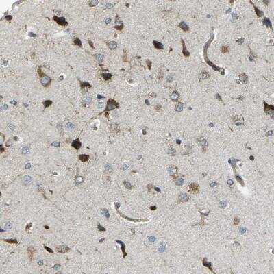 Immunohistochemistry-Paraffin: CELSR2 Antibody [NBP1-85712] - Staining of human cerebral cortex shows strong nuclear and cytoplasmic positivity in neuronal cells.