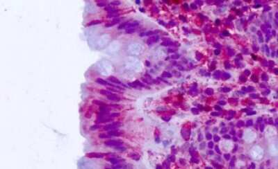 Immunohistochemistry-Paraffin: CELSR2 Antibody [NLS1939] - Anti-CELSR2 antibody IHC of human colon, epithelium. Immunohistochemistry of formalin-fixed, paraffin-embedded tissue after heat-induced antigen retrieval. Antibody concentration 3-5 ug/ml.