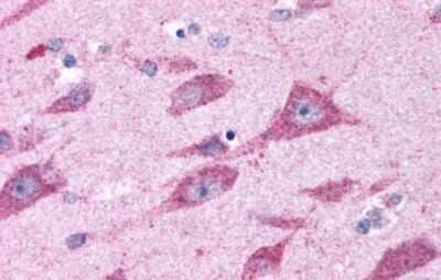 Immunohistochemistry-Paraffin: CELSR2 Antibody [NLS1940] - Anti-CELSR2 antibody IHC of human brain, amygdala. Immunohistochemistry of formalin-fixed, paraffin-embedded tissue after heat-induced antigen retrieval.