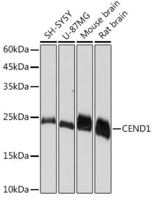 Western Blot: CEND1 Antibody (1D3Z1) [NBP3-16614] - Western blot analysis of extracts of various cell lines, using CEND1 Rabbit mAb (NBP3-16614) at 1:1000 dilution. Secondary antibody: HRP Goat Anti-Rabbit IgG (H+L) at 1:10000 dilution. Lysates/proteins: 25ug per lane. Blocking buffer: 3% nonfat dry milk in TBST. Detection: ECL Basic Kit. Exposure time: 10s.