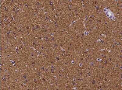 Immunohistochemistry-Paraffin: CEND1 Antibody [NBP3-06496] - Staining of human CEND1 in human brain with rabbit polyclonal antibody at 1:100 dilution.