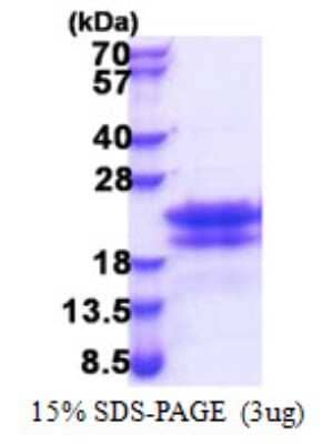 SDS-Page: CEND1 Protein [NBP2-22763]
