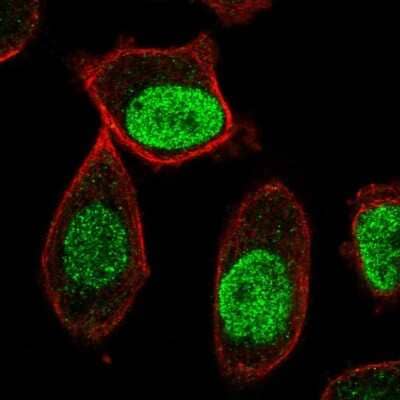 Immunocytochemistry/Immunofluorescence: CENPA Antibody [NBP2-57725] - Staining of human cell line PC-3 shows localization to nucleoplasm. Antibody staining is shown in green.