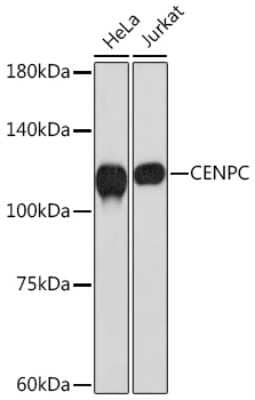 Western Blot: CENPC Antibody (5E3K5) [NBP3-16305] - Western blot analysis of extracts of various cell lines, using CENPC Rabbit mAb (NBP3-16305) at 1:1000 dilution. Secondary antibody: HRP Goat Anti-Rabbit IgG (H+L) at 1:10000 dilution. Lysates/proteins: 25ug per lane. Blocking buffer: 3% nonfat dry milk in TBST. Detection: ECL Basic Kit. Exposure time: 30s.