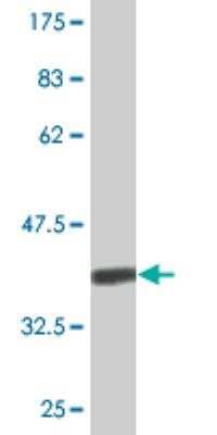 Western Blot: CENPK Antibody (4D11) [H00064105-M08] - Detection against Immunogen (35.75 KDa).