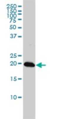 Western Blot: CENPM Antibody (4C12-2C8) [H00079019-M01] - C22orf18 monoclonal antibody (M01), clone 4C12-2C8 Analysis of C22orf18 expression in K-562.