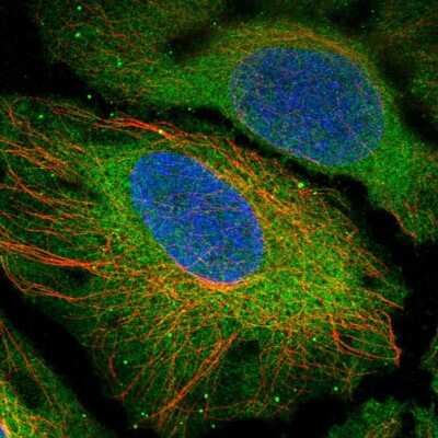 Immunocytochemistry/ Immunofluorescence CENPM Antibody - BSA Free