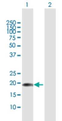 Western Blot: CENPM Antibody [H00079019-B01P] - Analysis of CENPM expression in transfected 293T cell line by CENPM polyclonal antibody.  Lane 1: C22orf18 transfected lysate(19.8 KDa). Lane 2: Non-transfected lysate.