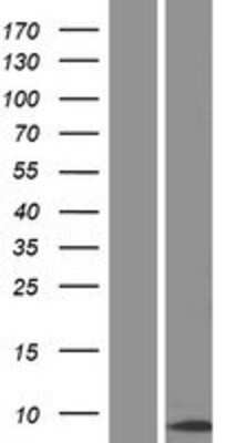 Western Blot CENPM Overexpression Lysate