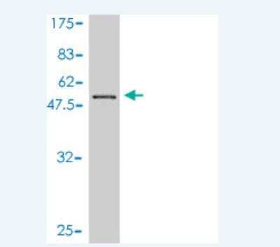 Western Blot: CENPN Antibody (4A5-1C11) [H00055839-M01] - Detection against Immunogen (48.18 KDa) .