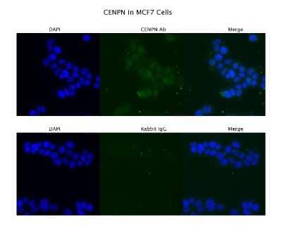 Immunocytochemistry/Immunofluorescence: CENPN Antibody [NBP1-79664] - Sample Type: MCF7, Primary Antibody Dilution: 4 ug/ml