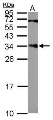 Western Blot: CENPP Antibody [NBP2-15859] - Sample (50 ug of whole cell lysate) A: Mouse Liver, 12% SDS PAGE gel, diluted at 1:3000.