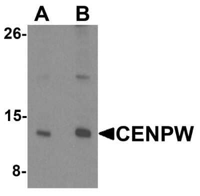 Western Blot CENPW Antibody - BSA Free