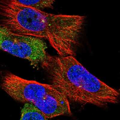 Immunocytochemistry/Immunofluorescence: CEP192 Antibody [NBP1-84634] - Staining of human cell line U-251 MG shows positivity in cytoplasm and centrosome. Antibody staining is shown in green.