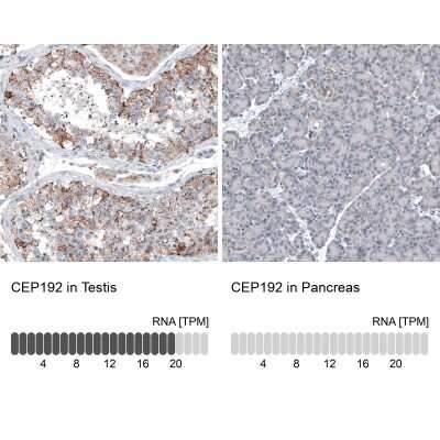 Immunohistochemistry-Paraffin: CEP192 Antibody [NBP1-84634] - Staining in human testis and pancreas tissues . Corresponding CEP192 RNA-seq data are presented for the same tissues.