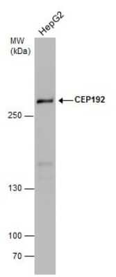 Western Blot: CEP192 Antibody [NBP3-13047] - Whole cell extract (30 ug) was separated by 5% SDS-PAGE, and the membrane was blotted with CEP192 antibody (NBP3-13047) diluted at 1:1000.