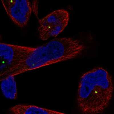 Immunocytochemistry/ Immunofluorescence CEP250 Antibody - BSA Free