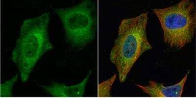 Immunocytochemistry/ Immunofluorescence CEP27 Antibody